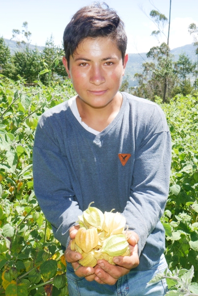 Planta de Aguaymanto